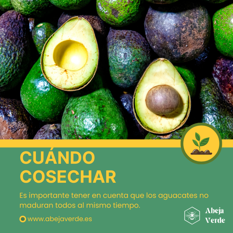 Cómo cultivar aguacateros