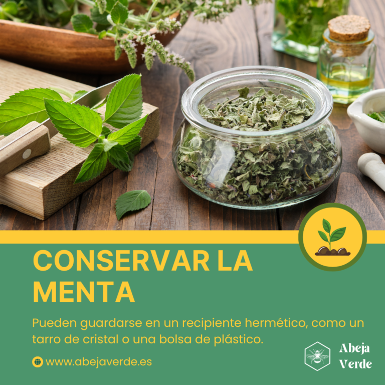 Cómo cultivar menta piperita