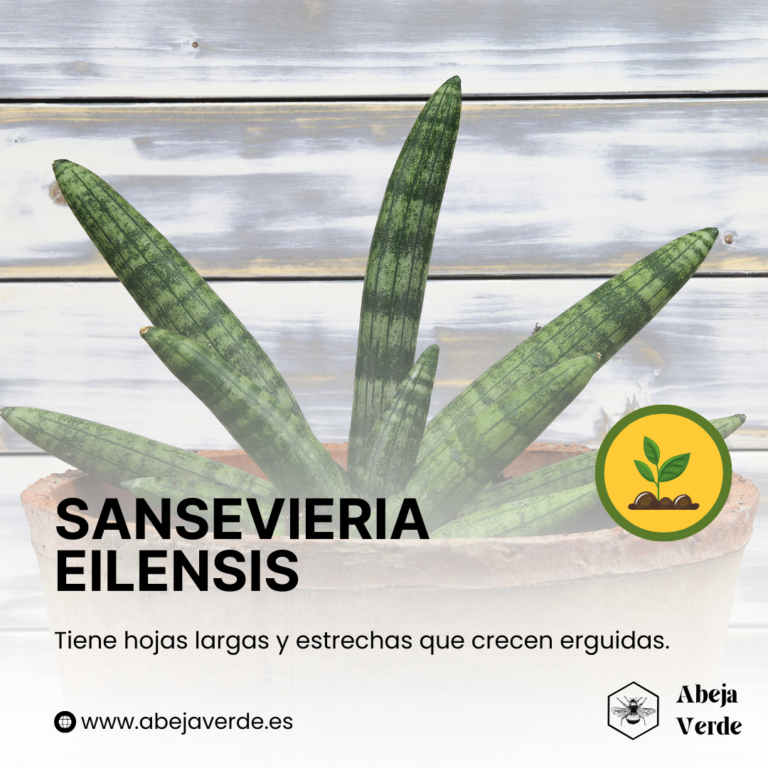 21 variedades de plantas serpiente para cultivar en interior