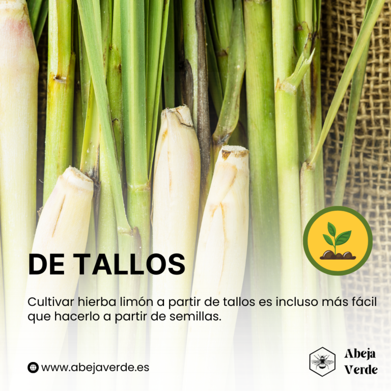 Cómo cultivar hierba limón