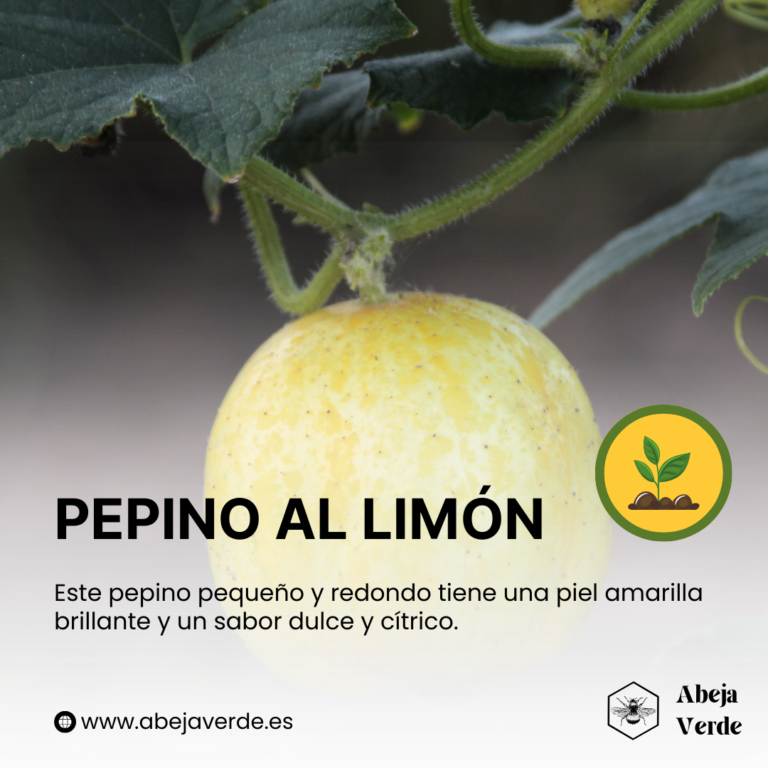 Las 33 mejores variedades de pepino para cultivar en casa