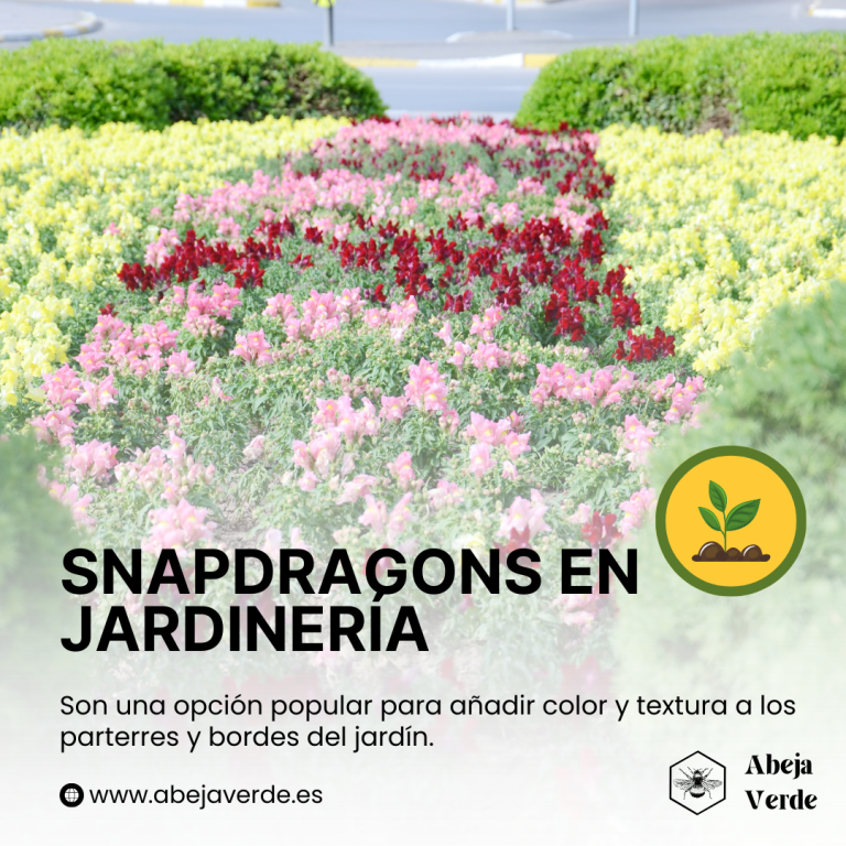 Guía de cultivo de la flor del dragón