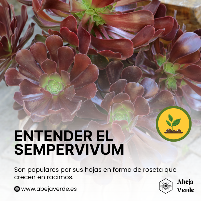 Cultivo de gallinas y pollitos (Sempervivum)