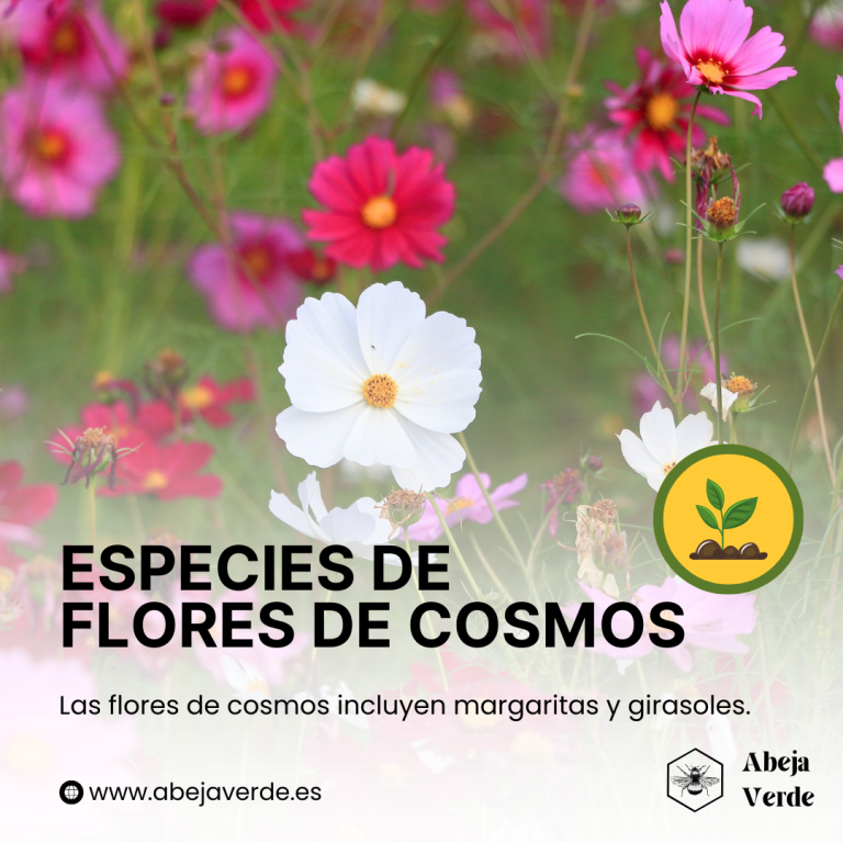 Cómo cultivar flores de cosmos