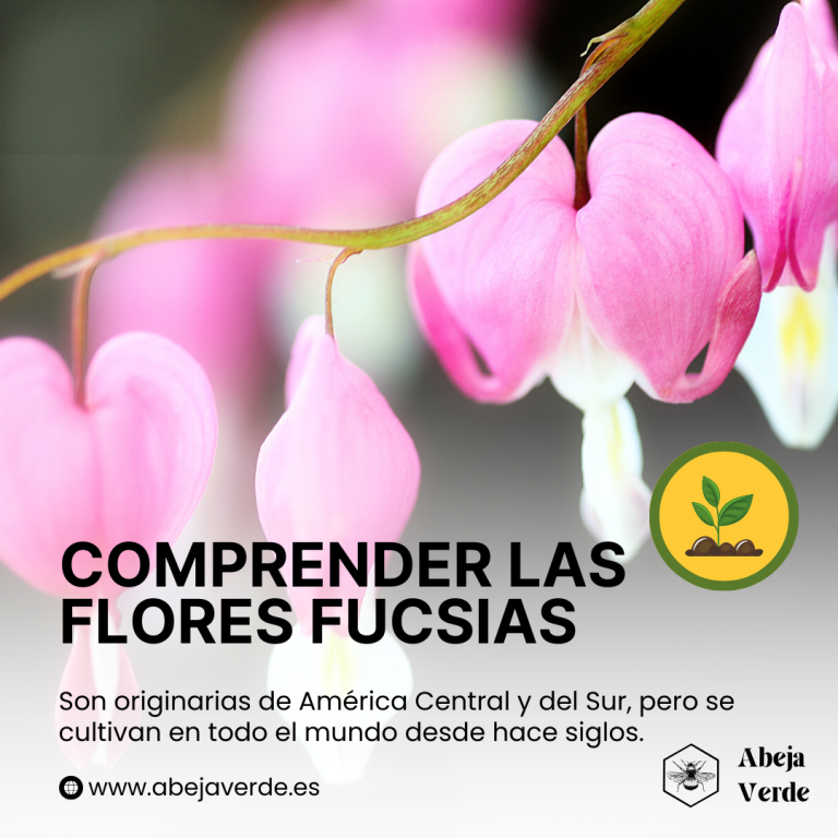 Cómo cultivar flores de fucsia