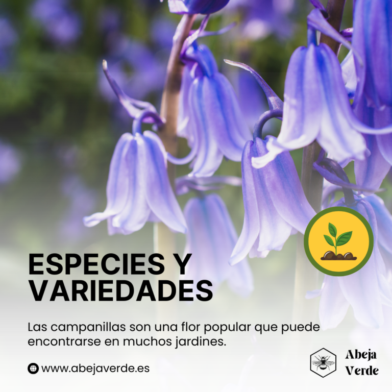 Guía completa para el cultivo de Bluebell