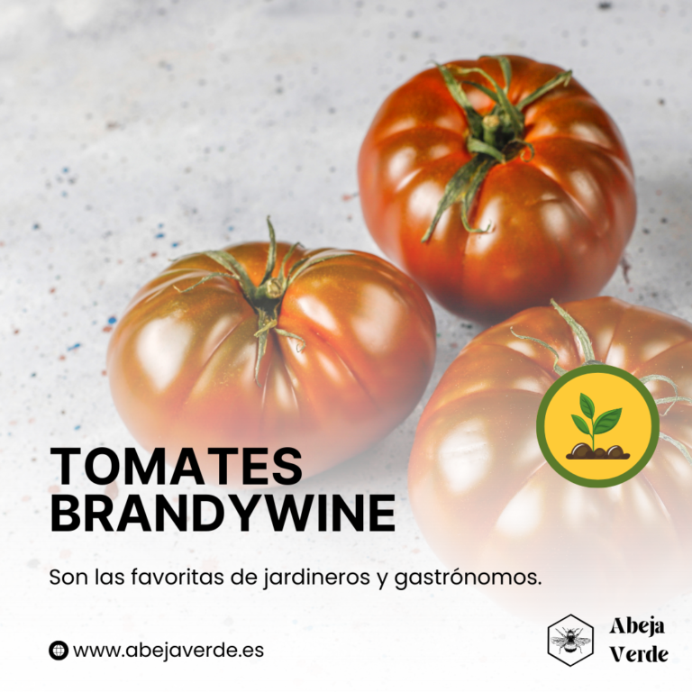 Cómo cultivar con éxito tomates Brandywine