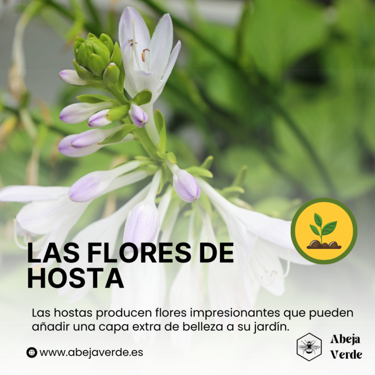 Cómo aprovechar al máximo las flores de Hosta