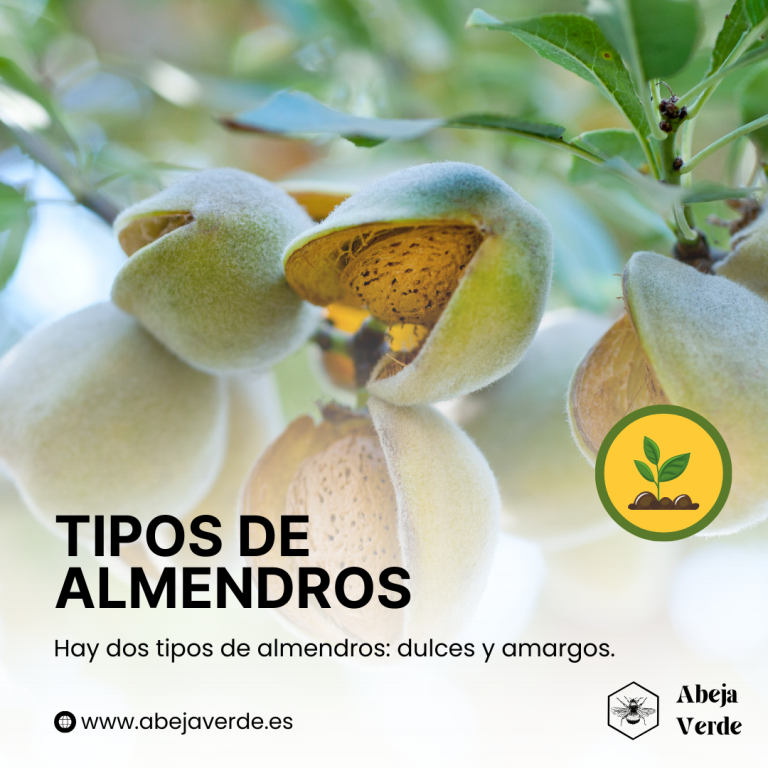 Cómo plantar almendros