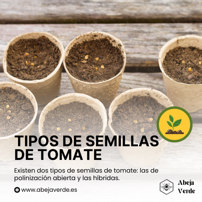 Cómo cultivar tomates a partir de semillas