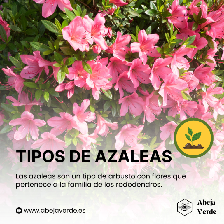 Cómo cultivar azaleas