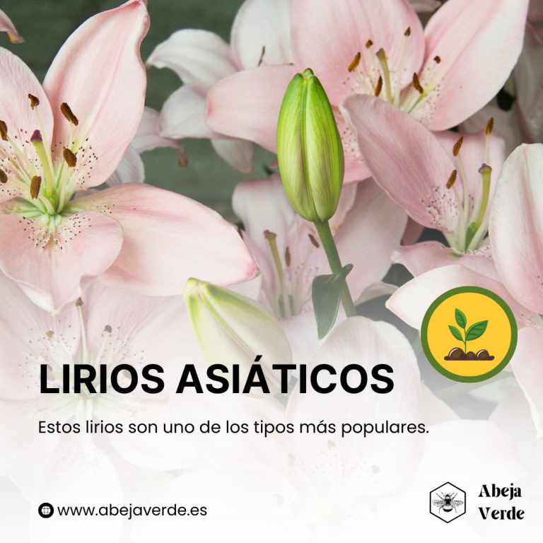 27 mejores variedades de lirio