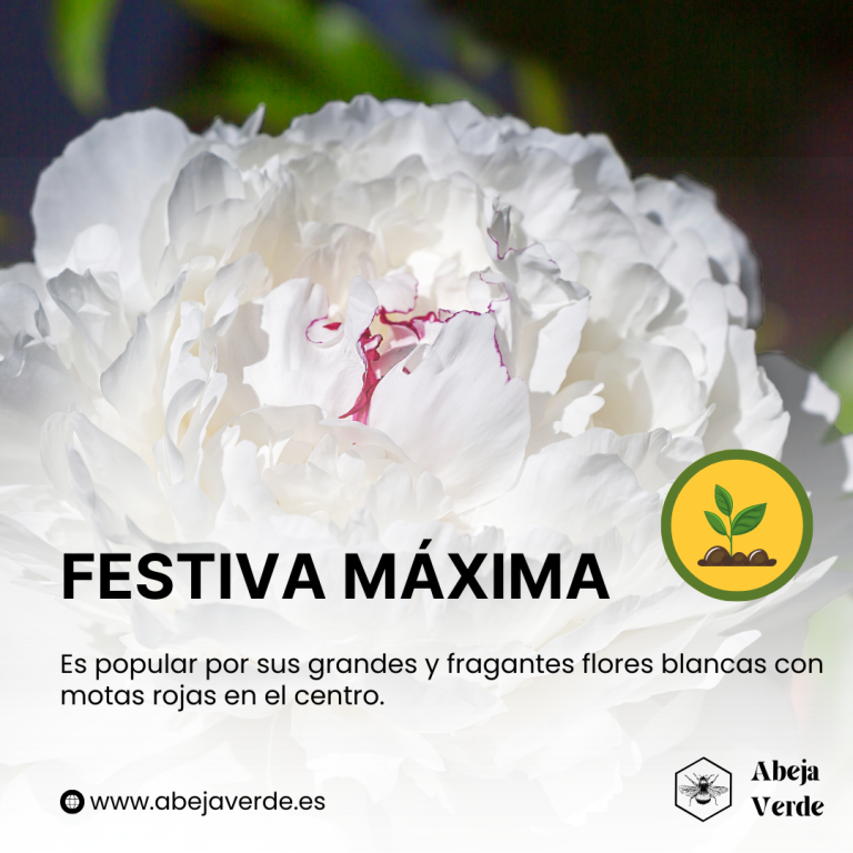 13 mejores variedades de peonía blanca para cultivar en casa