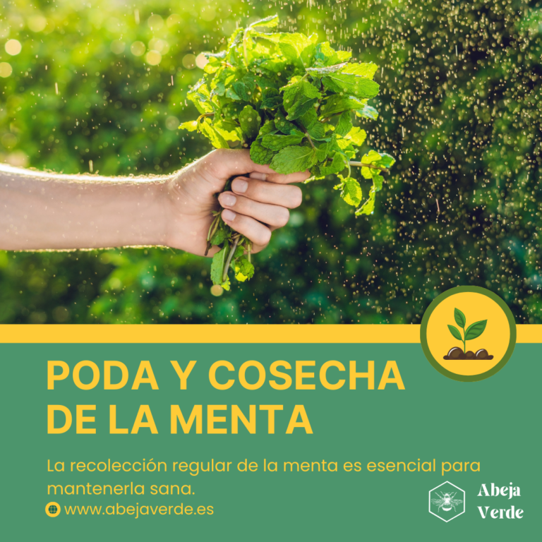 Cómo cultivar plantas de menta