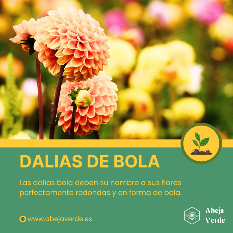 Diferentes tipos de dalias: Variedades de colores