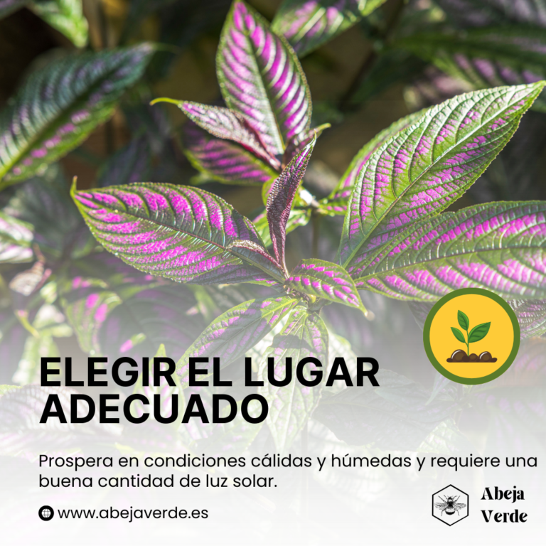 Cómo cultivar el escudo persa