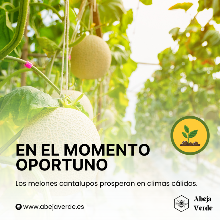 Cómo cultivar melón cantalupo