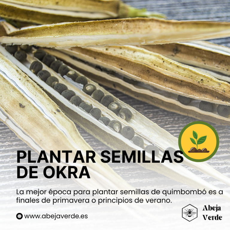 Cómo cultivar okra en casa