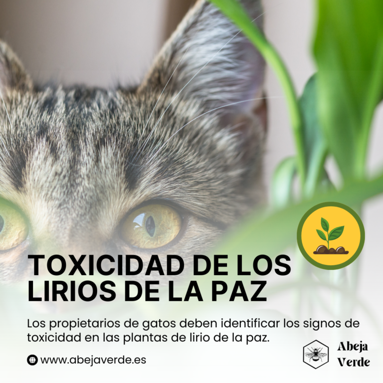 ¿Las plantas de lirio de la paz son tóxicas para los gatos?