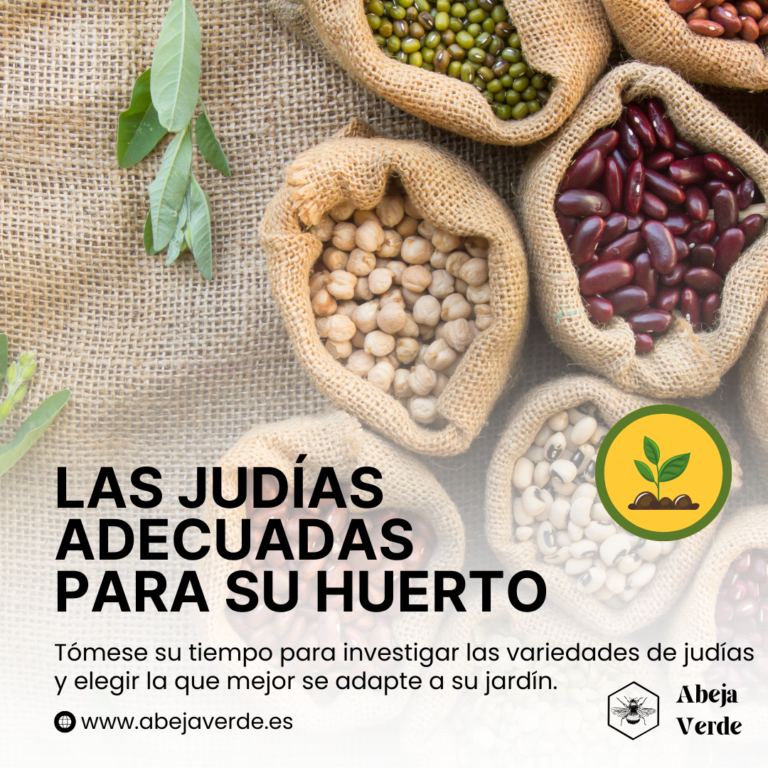 13 tipos de judías comestibles