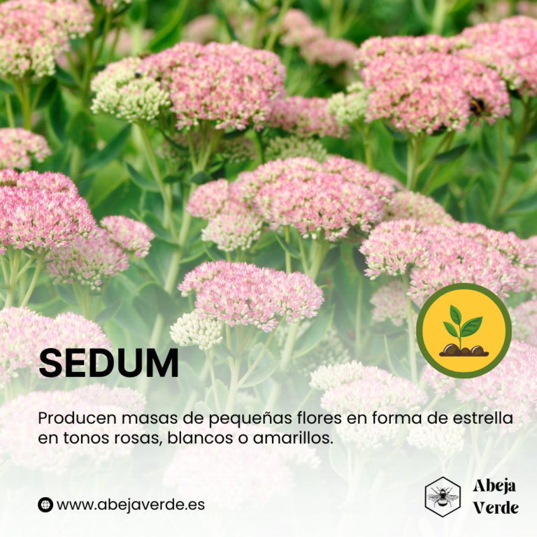 15 de las mejores plantas tapizantes con flores