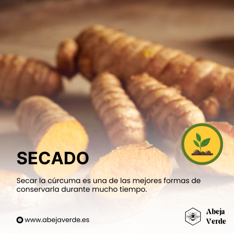 Cómo cultivar cúrcuma