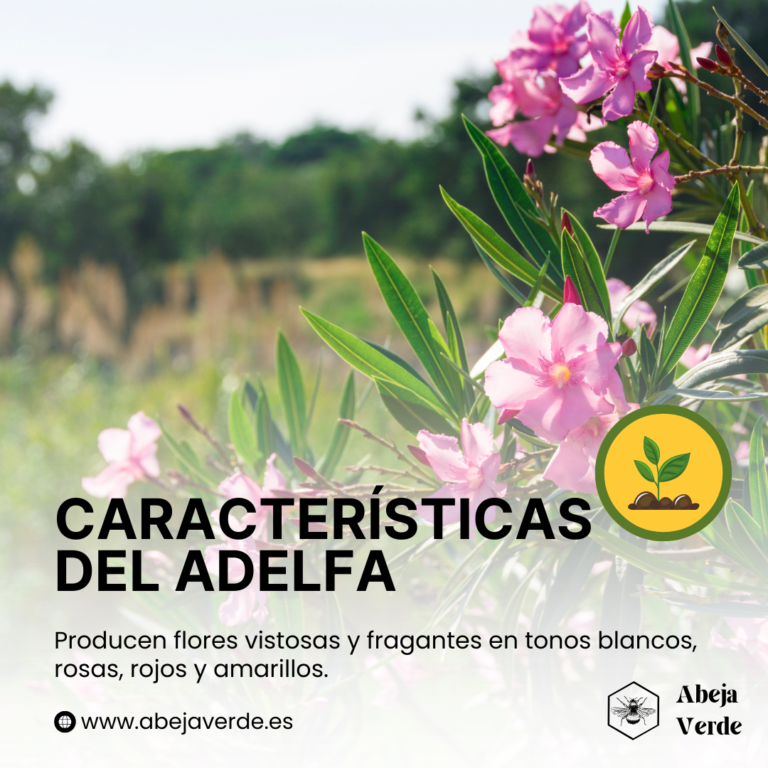 Cómo cultivar arbustos de adelfa