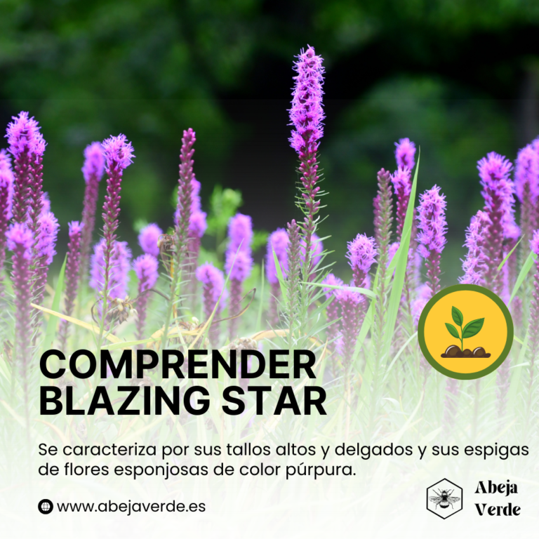 Cómo cultivar Blazing Star