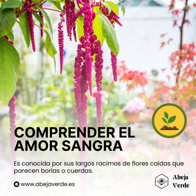 Cómo cultivar El amor sangra (Amaranthus caudatus)