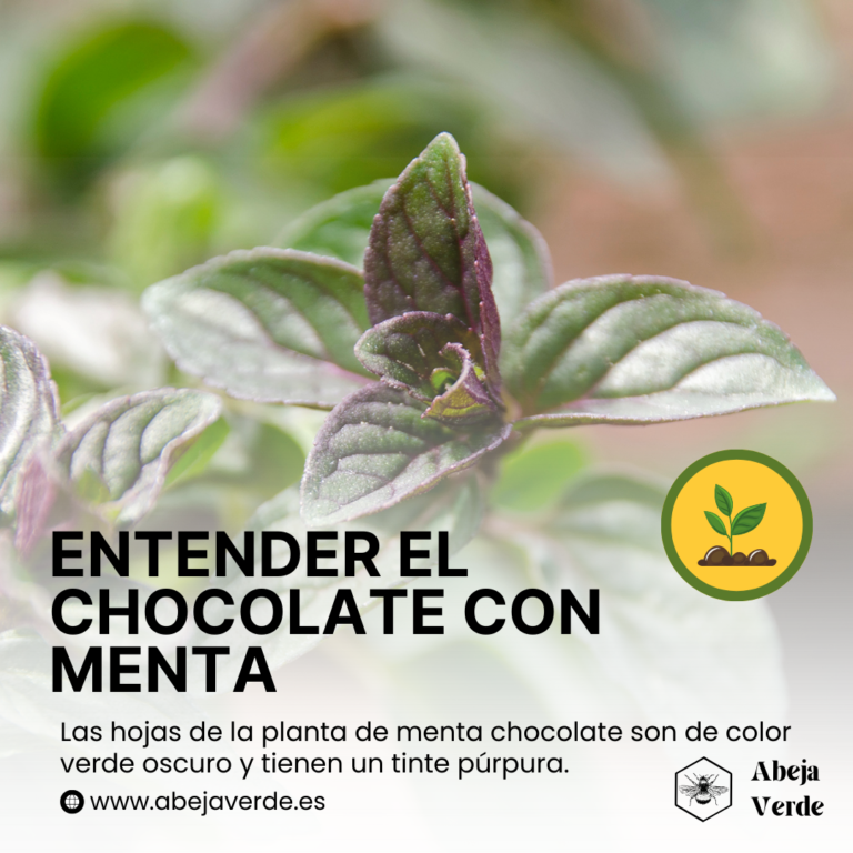 Cómo cultivar y utilizar la menta chocolateada