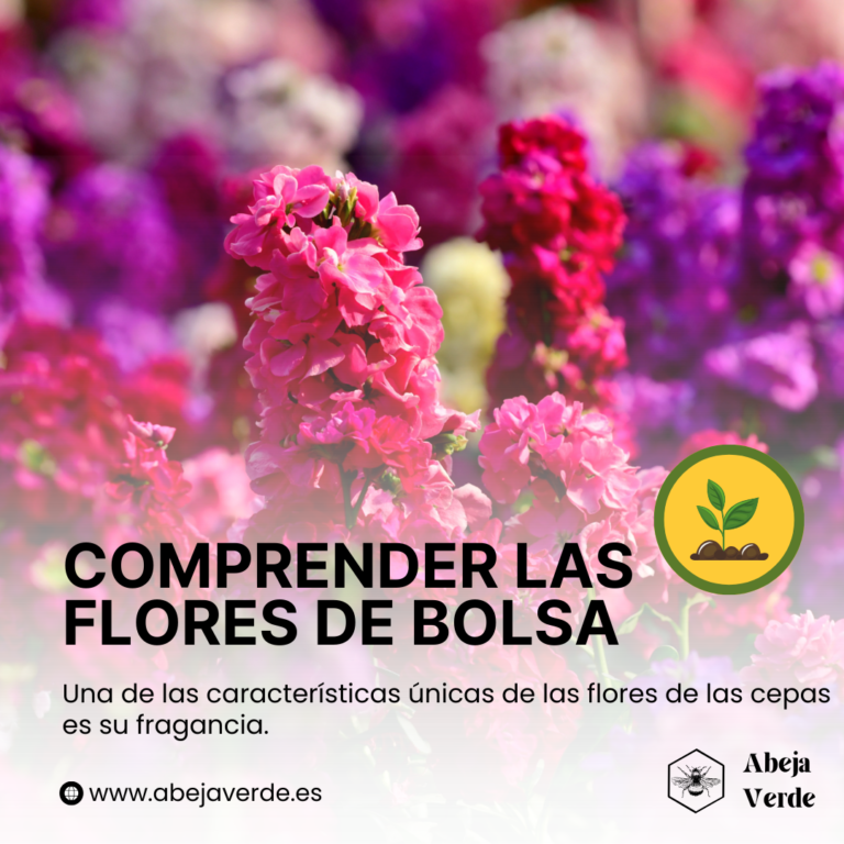 Cómo cultivar flores de caldo (Matthiola incana)