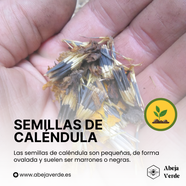 Cuándo y cómo plantar semillas de caléndula