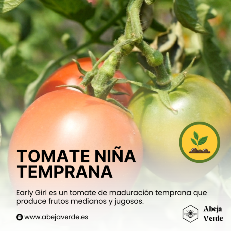 23 Los mejores tomates para cortar