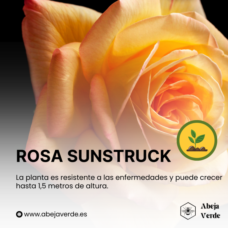 Las 13 mejores variedades de rosas amarillas