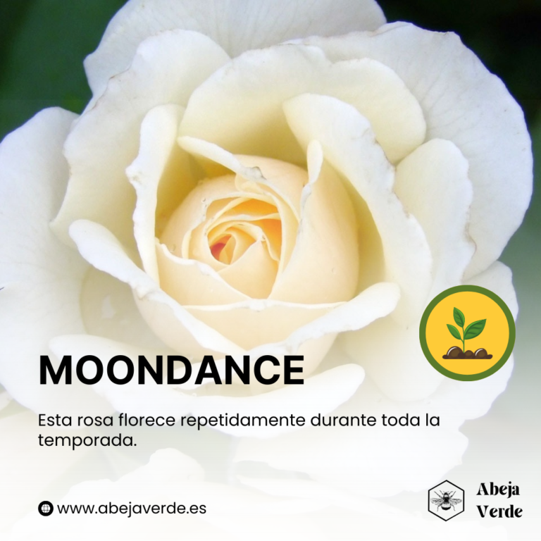 Las 17 mejores variedades de rosas blancas