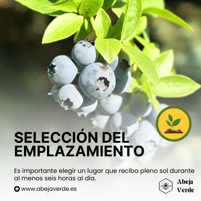 Cómo cultivar arándanos rojos