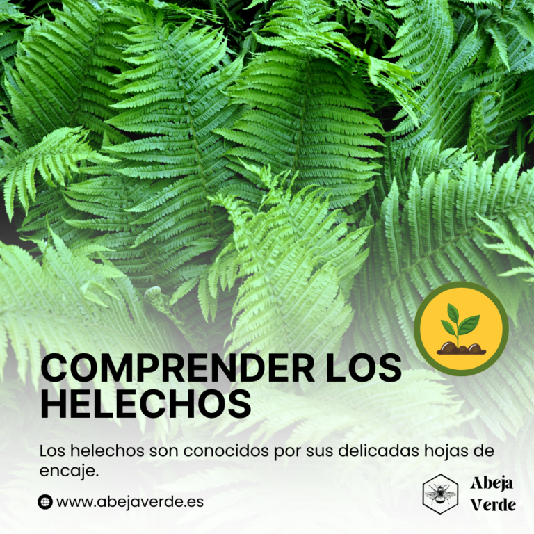 Cómo cultivar helechos