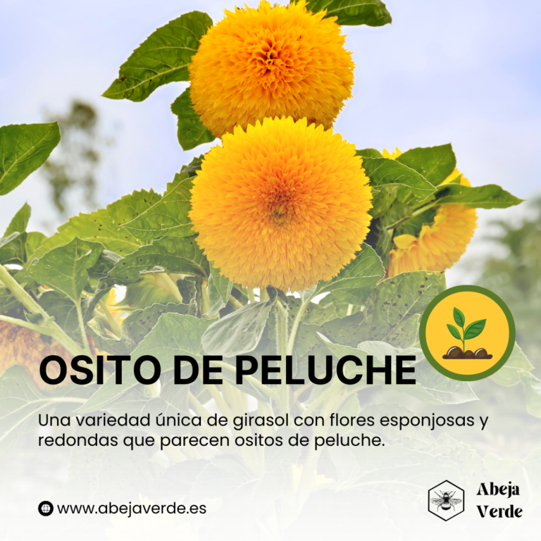 15 variedades de girasol para cultivar en casa