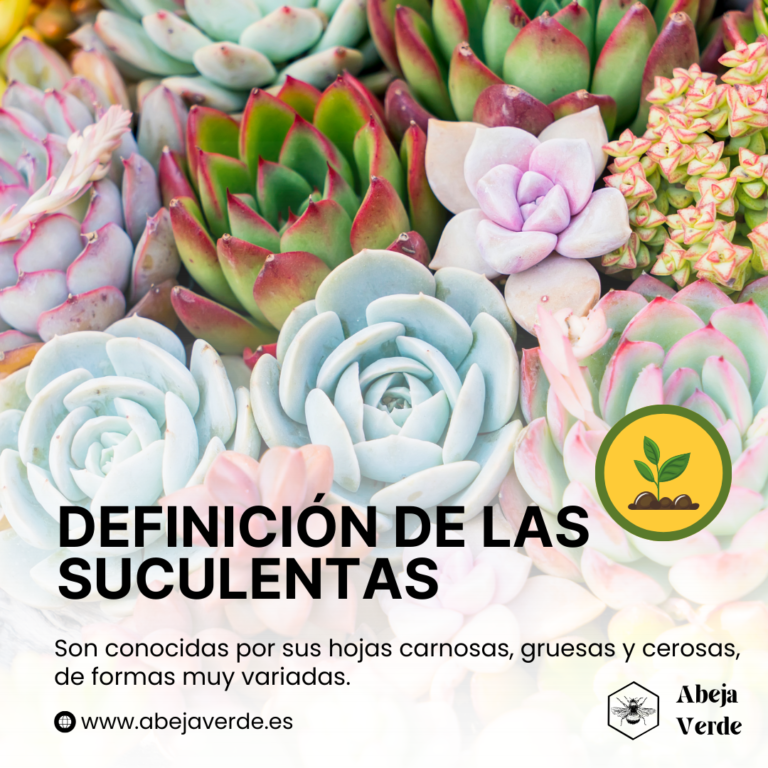 Cómo cultivar suculentas en el exterior