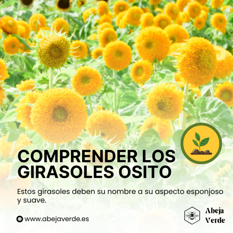 Cómo cultivar girasoles osito