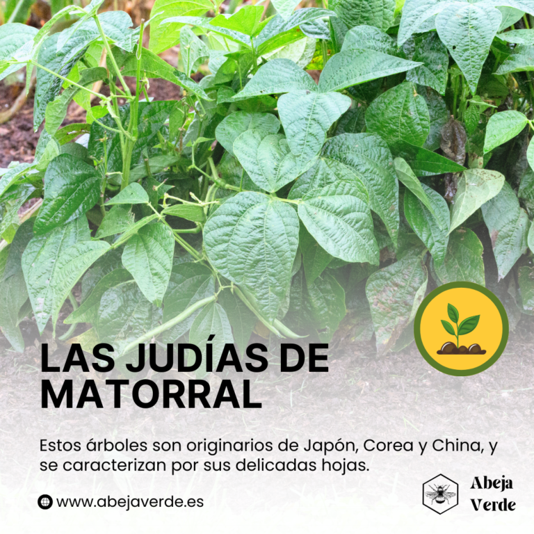 Cómo cultivar judías arbustivas